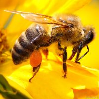 пчела :: Laryan1 