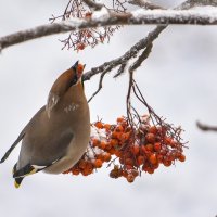 Свиристель. :: юрий Амосов