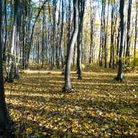 Осенний лес :: Оля Капелистая