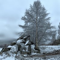 ...берёза  белая  ....подруга :: Ольга Cоломатина