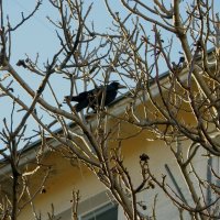 Чёрный дрозд - гроза голубей и сорок :: Александр Рыжов