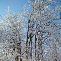 Winter trees :: Roman Ilnytskyi