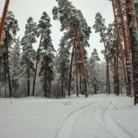 *** :: Дмитрий Янтарев