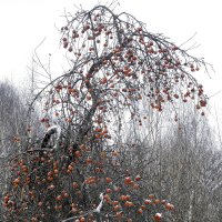 Зимняя яблоня ярославского садовода :: Николай Белавин