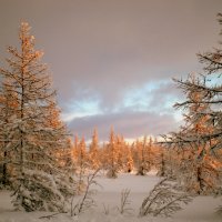 Зимняя красота :: ГАЛИНА Баранова