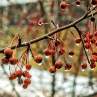 Рыдала природа, старый год провожая..Тоже немного поплакал. Снова цены поднимутся, самки собаки..:) :: Андрей Заломленков