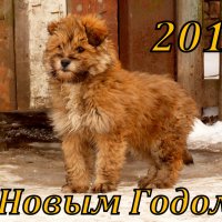 новогодний рыжий пёс :: Александр Прокудин