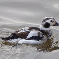 Новогодняя моряночка :: Константин Ординарцев