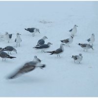 Чайки в городе :: Светлана Петошина