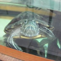 черепаха :: Зинаида 