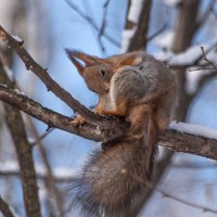 *** :: Владимир Безбородов