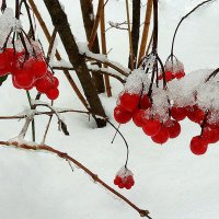 Зимние ягоды :: Павлова Татьяна Павлова