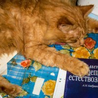 Заснул над книгой кот учёный... :: Александр Куканов (Лотошинский)