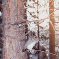 Скоро всем выходить на работу, пора уже отпускать бельчат домой :: Евгений Князев