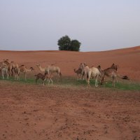 Молодые верблюды :: Gennadiy Karasev