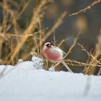 Птица Урагус :: Владислав Левашов