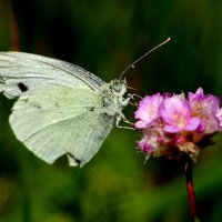 Репница Pieris rapae (Linnaeus, 1758) 4 :: Александр Прокудин