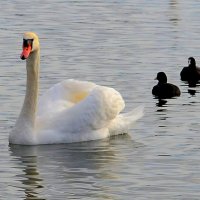 КРАСАВЕЦ НА ПРОГУЛКЕ :: Анатолий Восточный