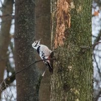 "Ударник" :: Владимир Безбородов