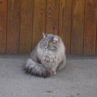 Коломенский котейка :: Наталья Гусева