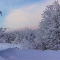 Укрытые инеем :: Владимир Волосовский