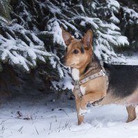 В стойке :: Елена Пономарева