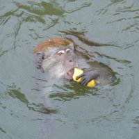 Водоплавающий обезьян :: Евгений Золотаев