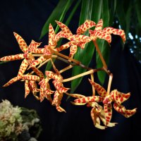 Орхидеи :: Наталия Короткова