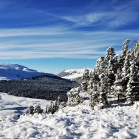 Заснеженный лес :: Маргарита Зареева