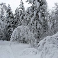 Снег в лесу. :: Галина Полина