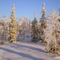 В зимнем лесу :: ГАЛИНА Баранова