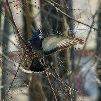 Вам налево... :: Николай Саржанов