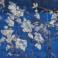 Снежные цветы :: Седа Ковтун