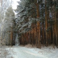 Красота зимнего леса :: Татьяна Котельникова
