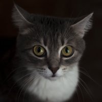 Портрет моей кошки :: Татьяна 