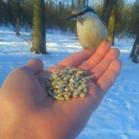 Поползень :: Сапсан 