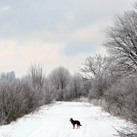 Зимняя пора :: Шура Еремеева