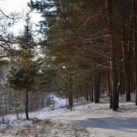в лесу :: Светлана 