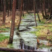 УТИНАЯ ТРОПА :: Юрий Савинский