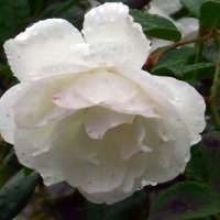 Розы...розы...Дождь :: Вячеслав Медведев
