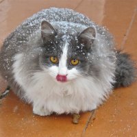 котик Дусик :: НАТАЛЬЯ 