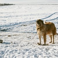 Страусиная ферма. г. Чита, Забайкальский край :: Катя Медведева