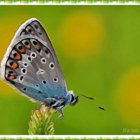 Бабочка красотка :: Лидия (naum.lidiya)