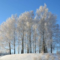 Белые берёзки. :: Михаил Столяров