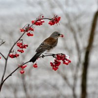 рябинники :: linnud 