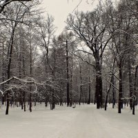 Зима. :: Марина Харченкова
