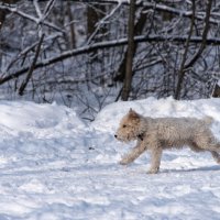 По своим делам... :: Владимир Безбородов