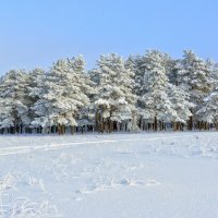 У леса на опушке. :: Евгений Кузнецов