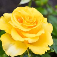 Желтая роза :: Евгения Трушкина
