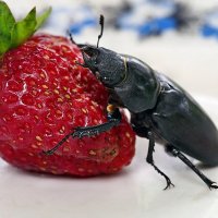 About vitamins, summer and beetle... :: Александр Резуненко